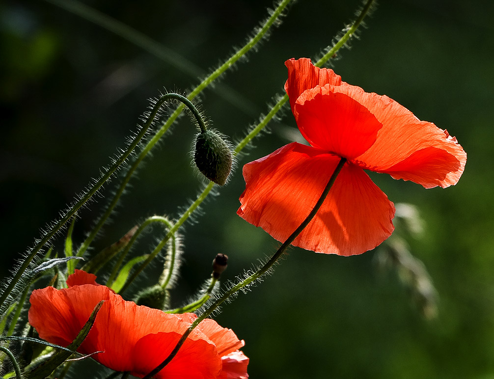 4711 Blume Holland 6 - 2013 _SAM_2486-1 Kopie.jpg